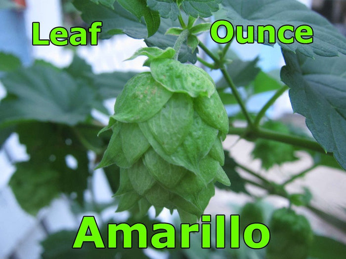 Hops - Amarillo® Leaf Hops 2 OZ (US)
