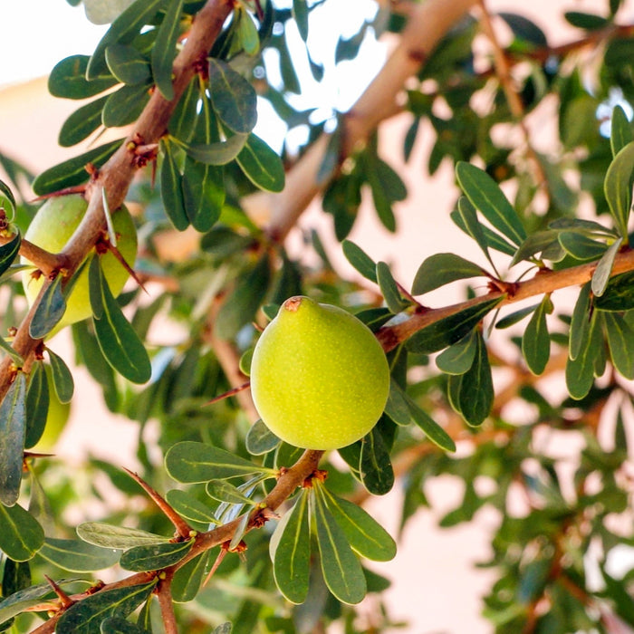 Argan Oil, Virgin Organic