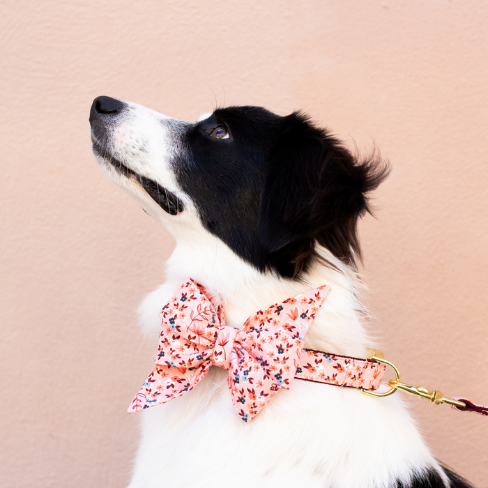 Side view of a dog dressed in a blush pink collar featuring a large floral bow, both in the same print, set against a light wall.