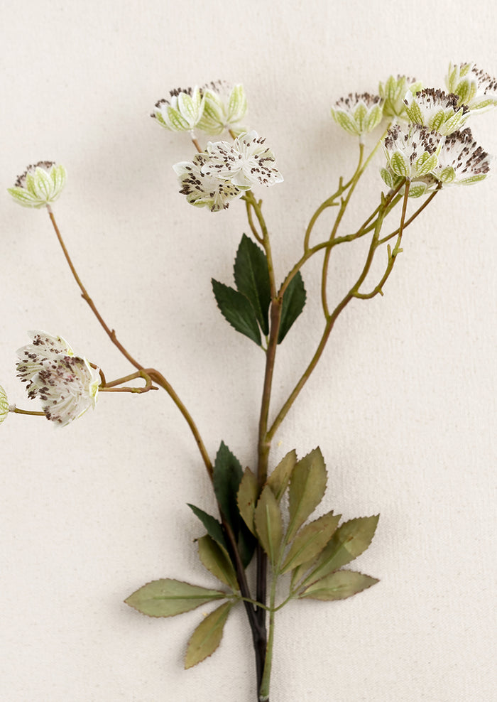 A faux nigella flower spray in white.