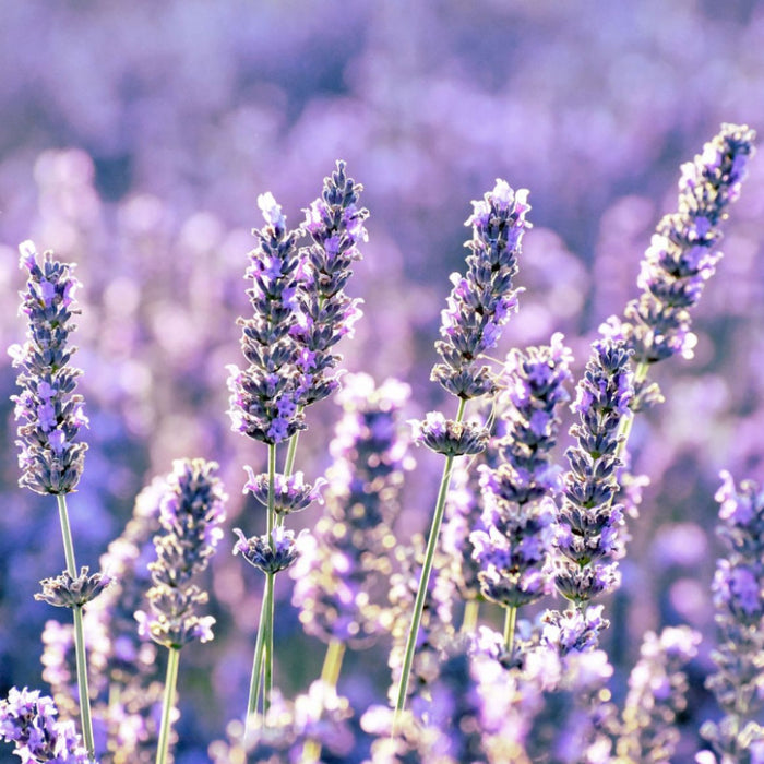 Fragrance Bulk Classic Lavender CLA 1 litre