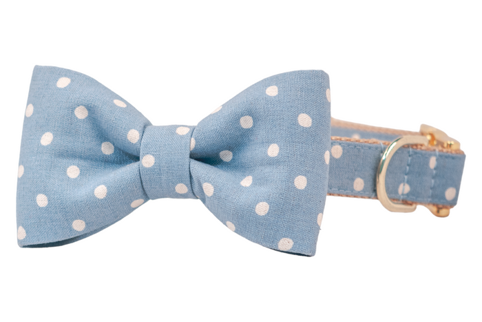 Light blue dog collar with an attached matching bow tie, both decorated with ivory white polka dots, and finished with gold hardware including a D-ring and adjustable buckle.