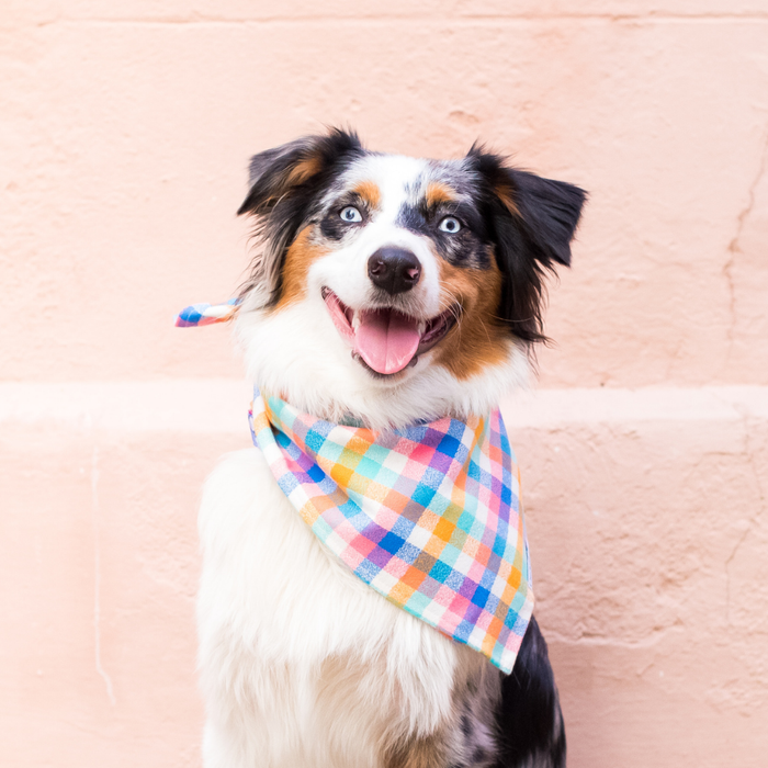 A happy Australian Shepherd sits against a light wall wearing a vibrant pastel checkered bandana in orange, pink, and blue tones.