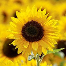 Sunflower Oil, Virgin Organic High-Oleic - Dreaming Earth Inc