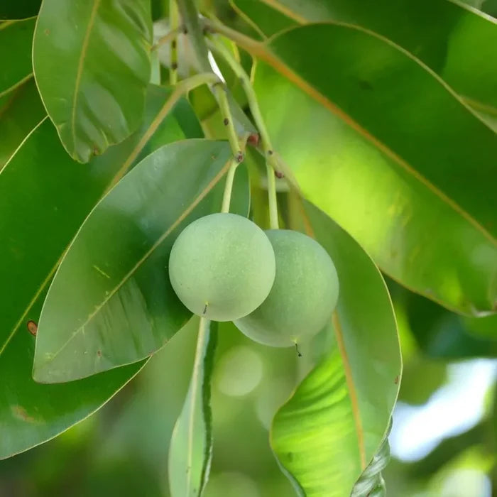 Tamanu Oil, Virgin Organic