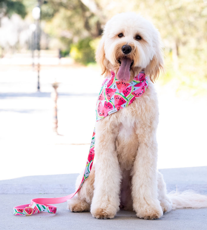 Curly-haired dog sitting calmly on a sidewalk wearing a vibrant watermelon-print bandana and matching leash. The pink and green design adds a playful, summery pop of color against the dog's light coat and the bright outdoor setting.